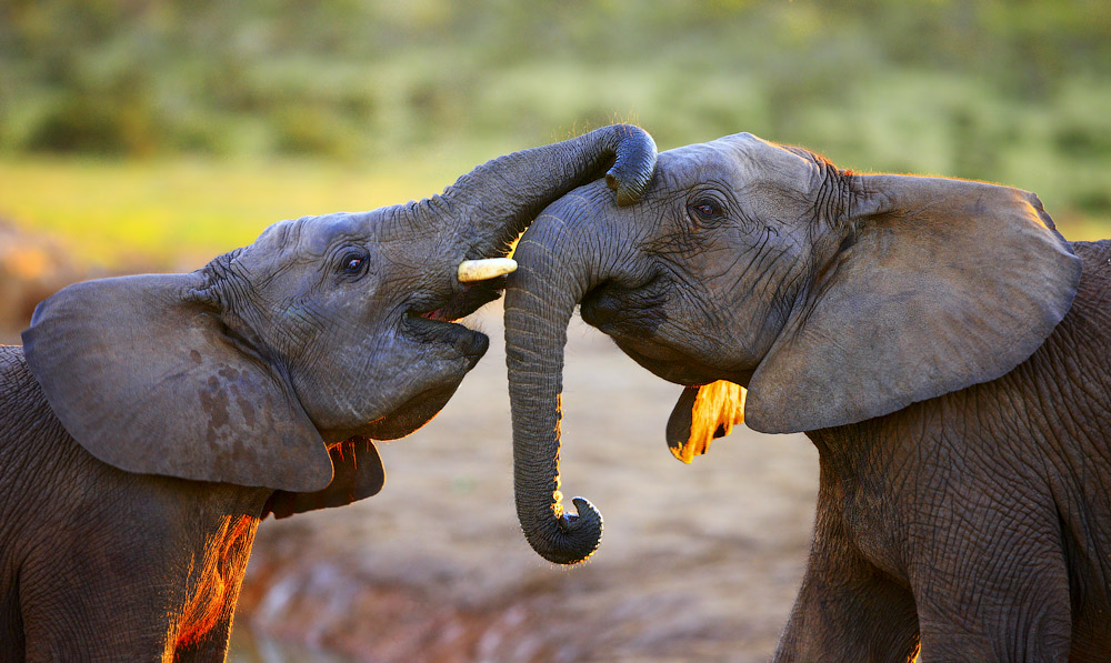 Sense & Communication - The African Elephant
